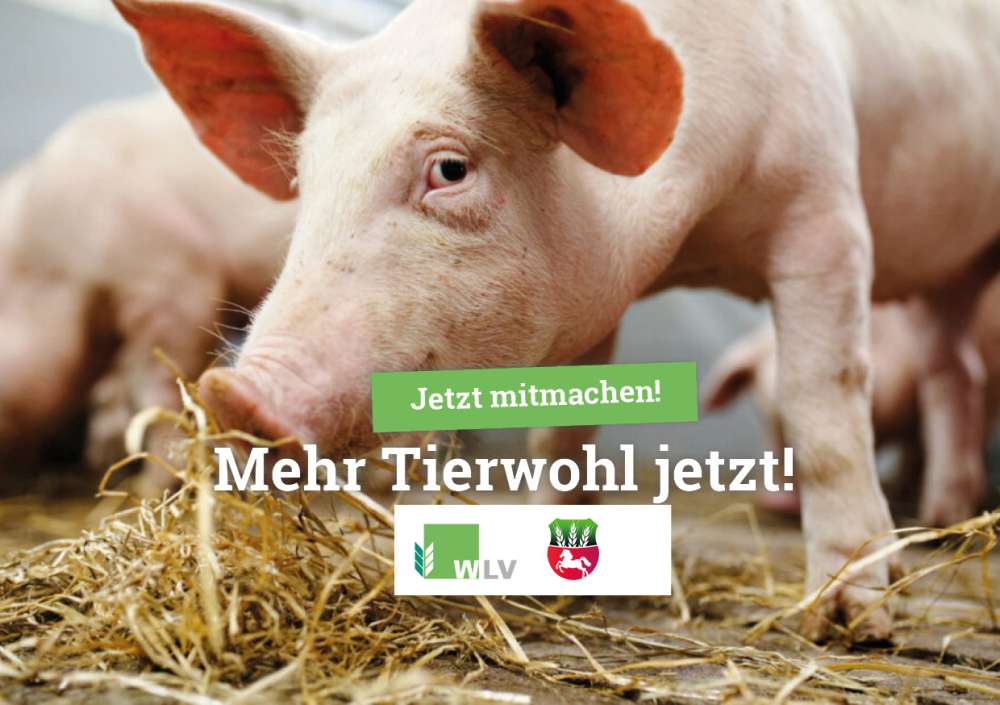 Mehr Tierwohl Jetzt Aktion Des Wlv Gestartet 0692