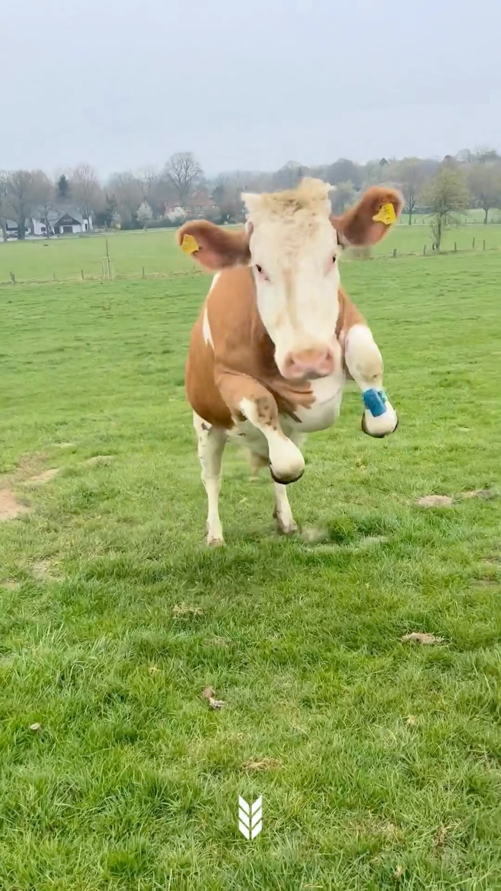 Einige unserer Vorstandsmitglieder haben uns gezeigt, welche Geräusche ihre Kühe (oder Schweine😄) s